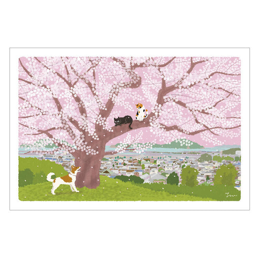 [Moritori Toshinori] Tabineko Postcard - Cherry Blossoms on a Hill (Spring)