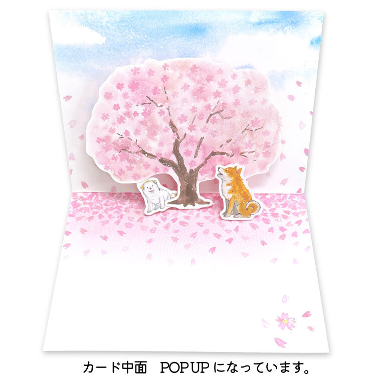 Shiba Inu and Spring Cherry Blossoms - Greeting Card