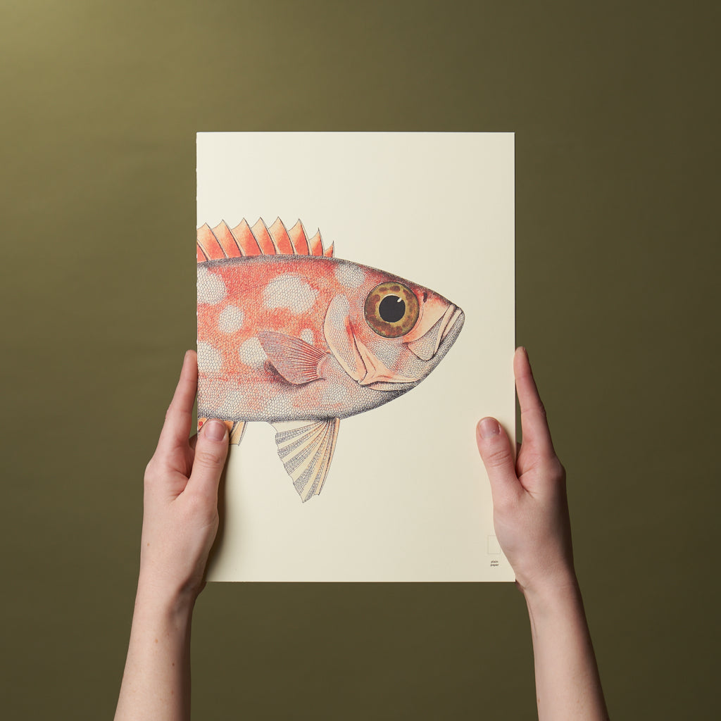 Paper Republic - Book Refill | Reef Collection