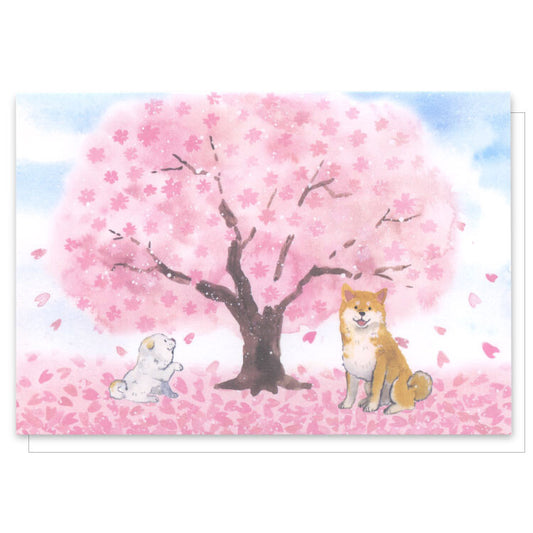 Shiba Inu and Spring Cherry Blossoms - Greeting Card