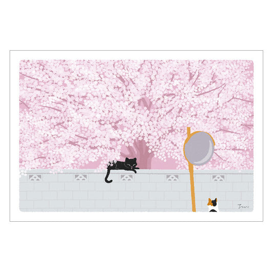 [Moritori Toshinori] Tabineko Postcard - Under The Cherry Tree (Spring)