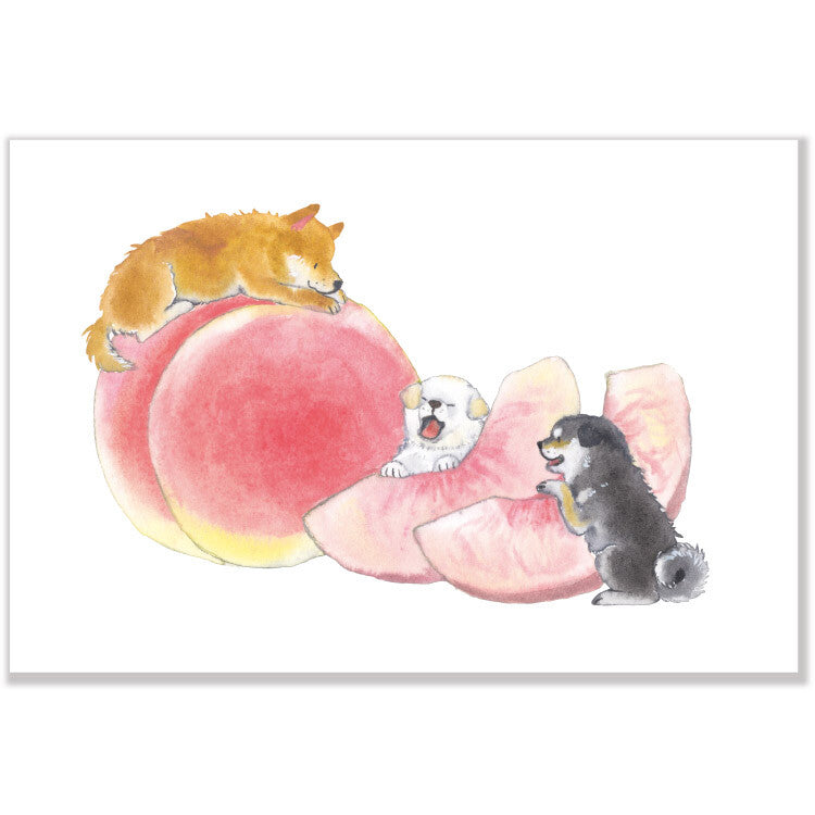 Shiba Inu Summer Peaches - Postcard